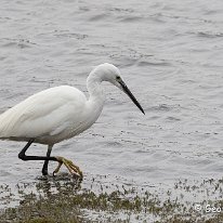 Little Egret RSPB Burton Mere