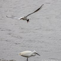 Little Egret RSPB Burton Mere