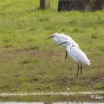 Little Egret Plumley