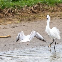 Little Egret RSPB Leighton Moss.