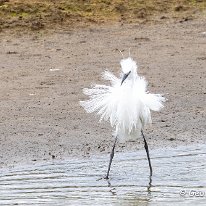 Little Egret RSPB Leighton Moss.