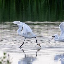 Little Egret Burton Mere Wetlands