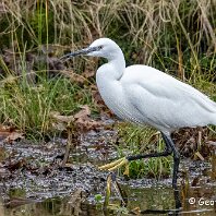 Little Egret Dunham Massey