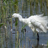 Little Egret RSPB Blacktoft Sands
