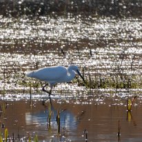 Little Egret