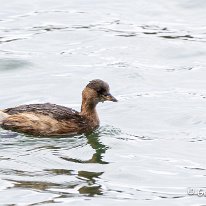 Little Grebe Tatton Park