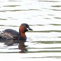 Little Grebe Moore Nature Reserve