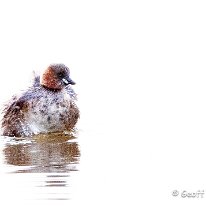 Little Grebe RSPB Burton Mere