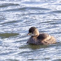 Little Grebe LLanfairfechan