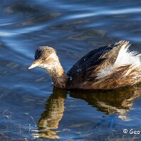 Little Grebe RSPB Marshside