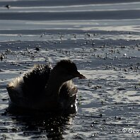 Little Grebe RSPB Marshside