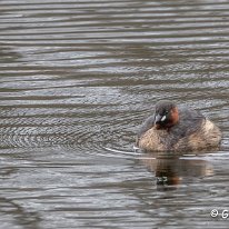 Little Grebe