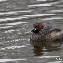 Little Grebe Moore Nature Reserve