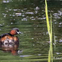 Little Grebe Moore Nature Reserve