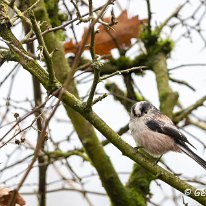 Long-tailed Tit Plumley