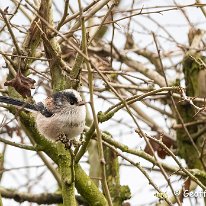 Long-tailed Tit Plumley