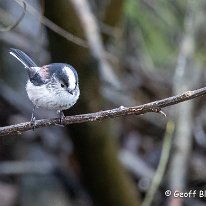 Long Tailed Tit Marbury Country Park