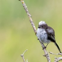 Long-tailed Tit Rostherne