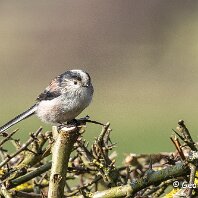Long-tailed Tit Millington
