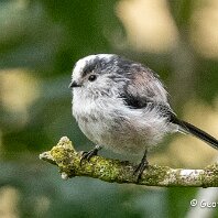 Long-tailed Tit Rostherne