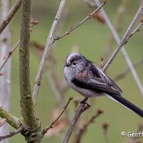 Long-tailed Tit Rostherne