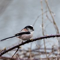 Long-tailed Tit Moore Nature Reserve