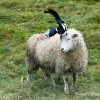 Magpie