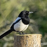 Magpie