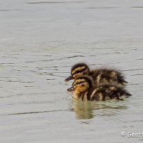 Mallard