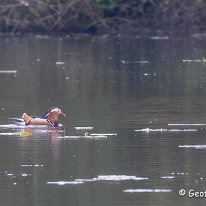 Mandarin Mere