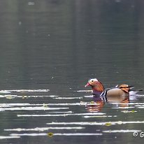 Mandarin Mere