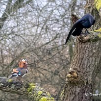 Mandarin Duck Rostherne