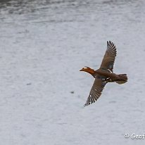 Mandarin Duck Rostherne