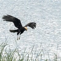 Marsh Harrier Rostherne