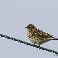 Meadow Pipit Millington