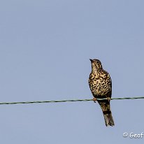 Mistle Thrush Plumley