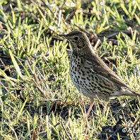 Mistle Thrush