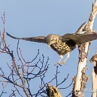 Mistle Thrush Rostherne