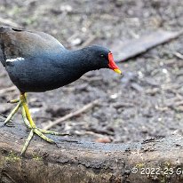 Moorhen Marbury Country Park