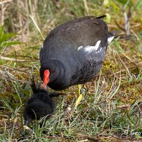 Moorhen Marbury Country Park