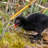 Moorhen Marbury Country Park