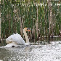 Mute Swan Cicely Mill Pond