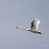 Mute Swan Rostherne