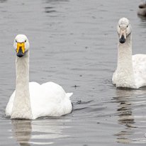 Mute Swan RSPB Martin Mere