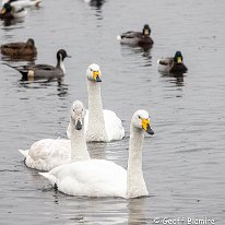 Mute Swan RSPB Martin Mere