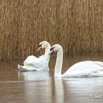 Mute Swan RSPB Burton Mere