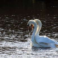 Mute Swan Cicley Mill Pool