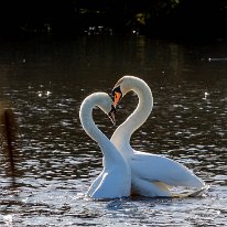 Mute Swan Cicley Mill Pool