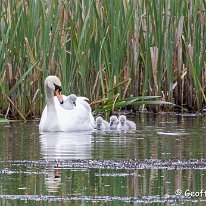 Mute Swan Cicely Mill Pool