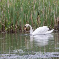 Mute Swan Cicely Mill Pool